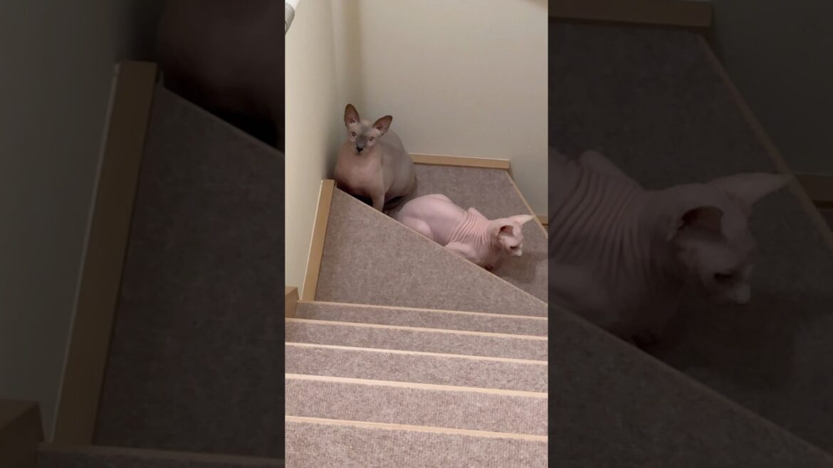 階段で立ち止まる毛のない猫たち【スフィンクス】