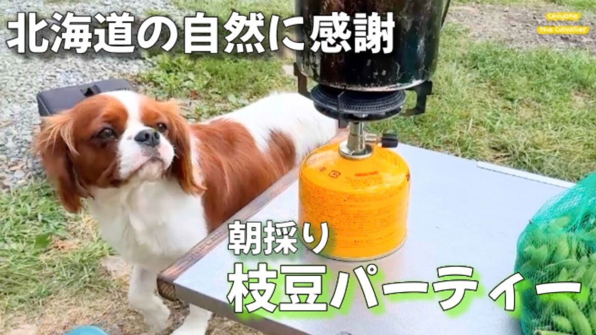 超能力じみた嗅覚に敬意を抱く枝豆パーティー【犬連れ北海道キャンプ キャバリア】 超能力じみた嗅覚に敬意を抱く枝豆パーティー【犬連れ北海道キャンプ キャバリア】