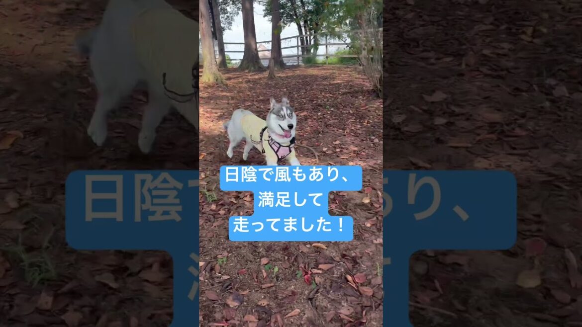 広いドックランへ行ってきました🐕³₃≡≡≡ #赤ちゃん #husky #siberianhusky #シベリアンハスキー #ドックラン #夏 #summer #shorts #peco