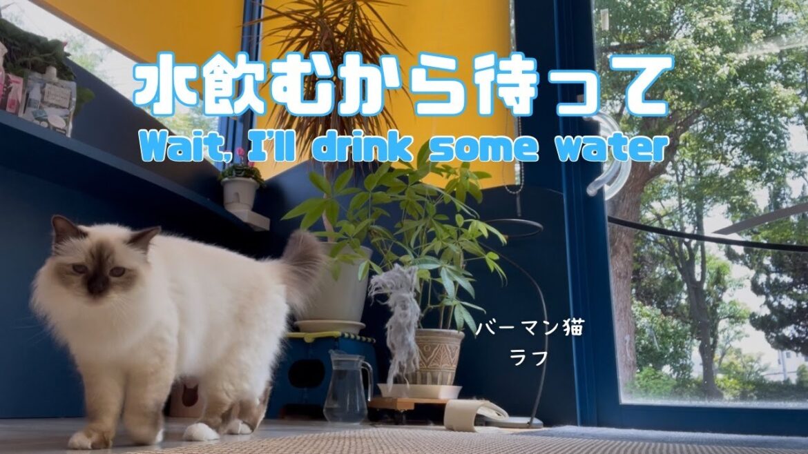バーマン猫ラフ【水飲むから待って】Wait, I'll drink some water（バーマン猫）Birman/Cat
