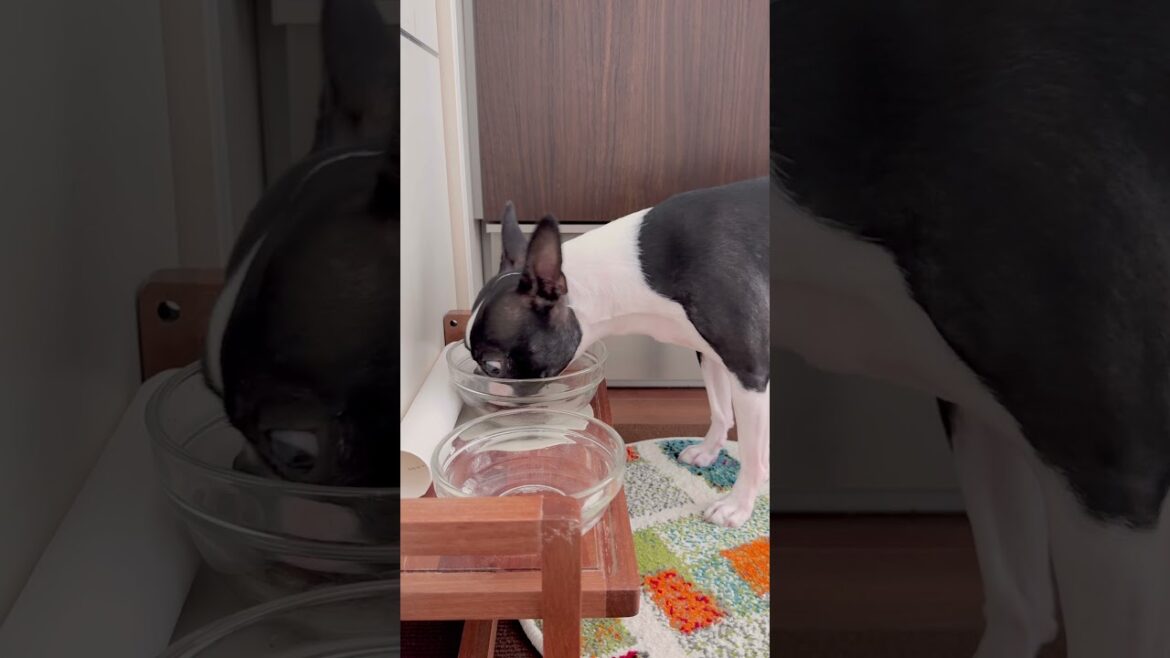 おはよう！メルの朝ごはん #ボストンテリア #ボステリ ##bostonterrier