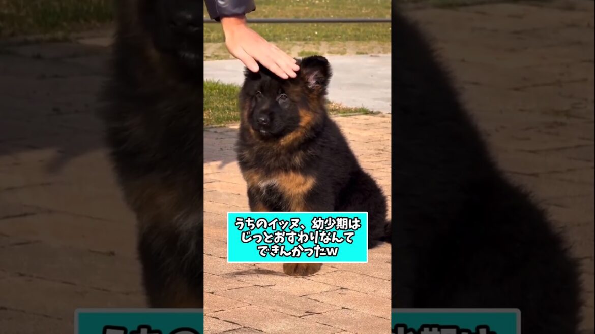 仕事で疲れた皆に贈る笑いと癒しのシェパード5選ww　#シェパード #笑える #癒し #大型犬のいる生活 #大型犬のいる暮らし #元気になる動画