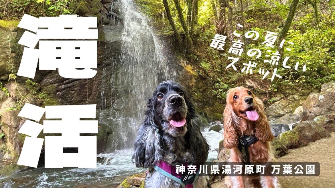 【お散歩スポット巡り#54】滝活(万葉公園) イングリッシュコッカースパニエル「みみ」 の気持ち 【お散歩スポット巡り#54】滝活(万葉公園) イングリッシュコッカースパニエル「みみ」 の気持ち