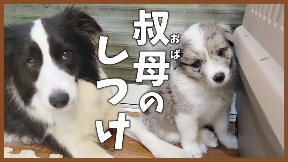 母犬より熱心に躾する叔母犬🤭【ボーダーコリー子犬】