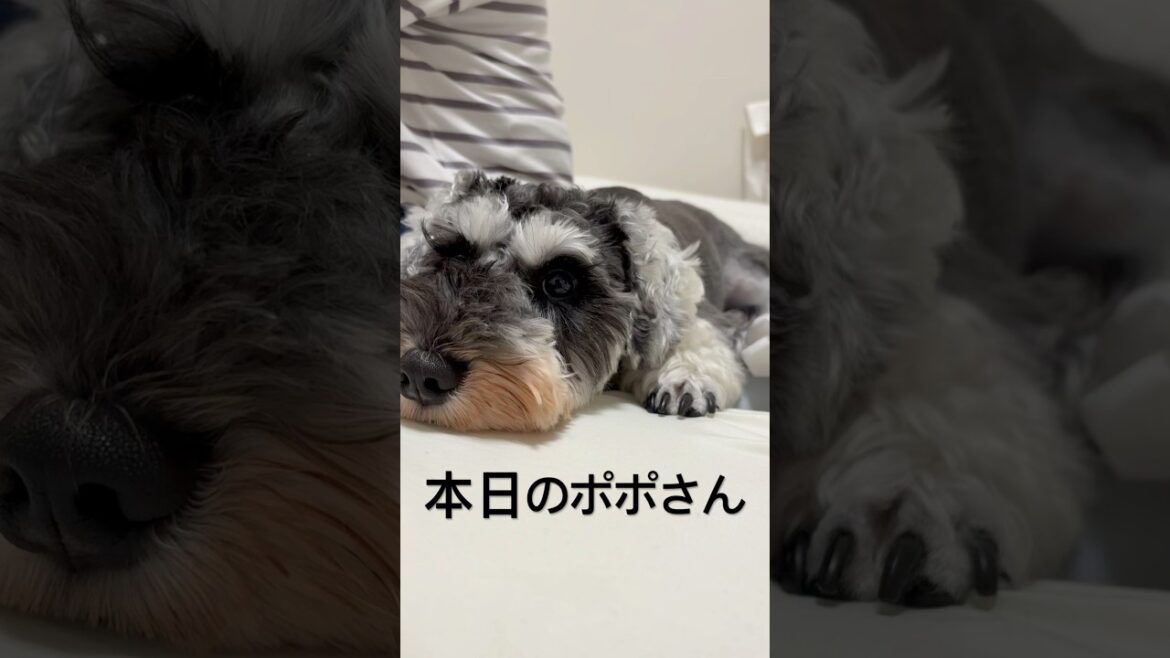 寝る準備しまーす💤#ミニチュアシュナウザー #puppy #giantschnauzer #可愛い #dog #犬のいる生活 #schnauzer #子犬 #ポポ