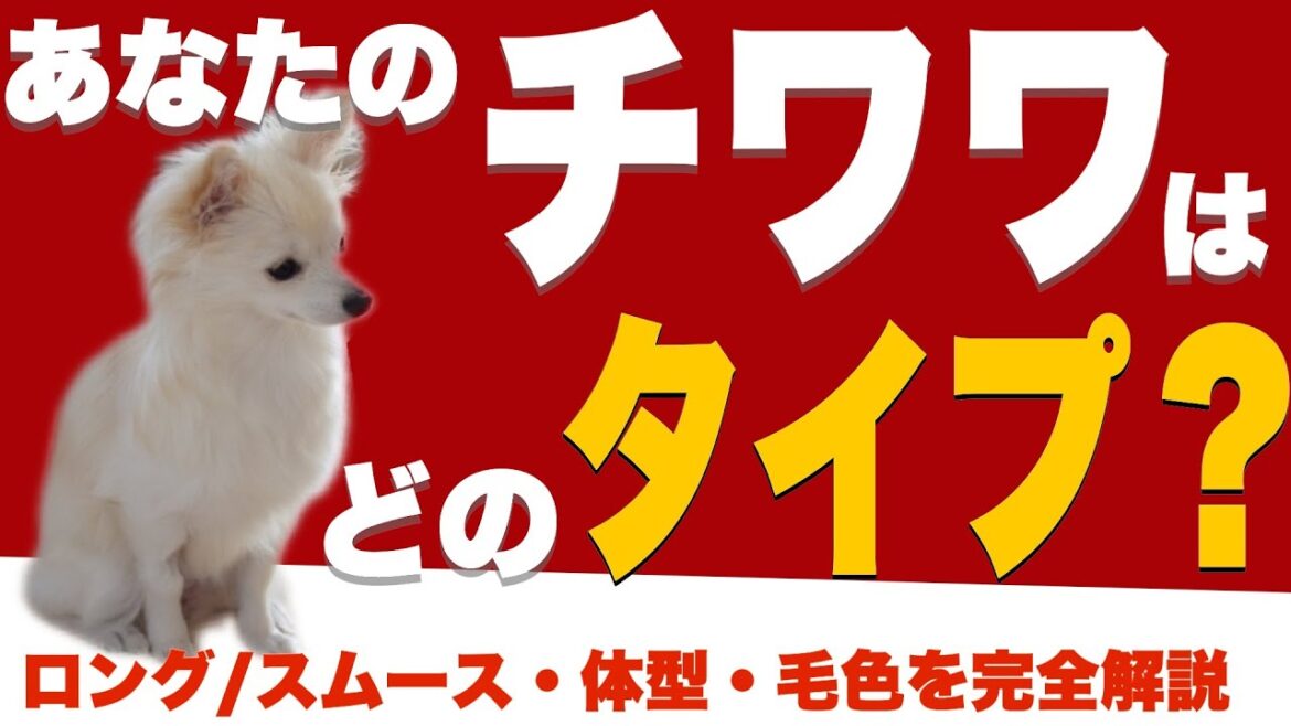 【保存版】チワワの種類について　ロング/スムース・体型・毛色まで獣医師が完全解説