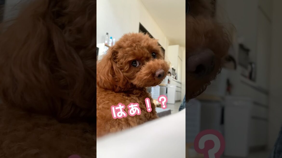 オヤツ減らすな！覚悟はできとんのか！？【トイプードルのモカ】#shorts #トイプードル #癒し#toypoodle