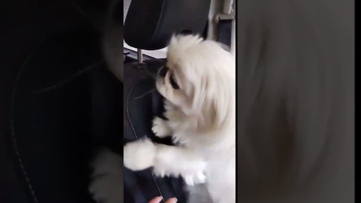 熱烈歓迎愛情表現する1歳ペキニーズ #ペキニーズ