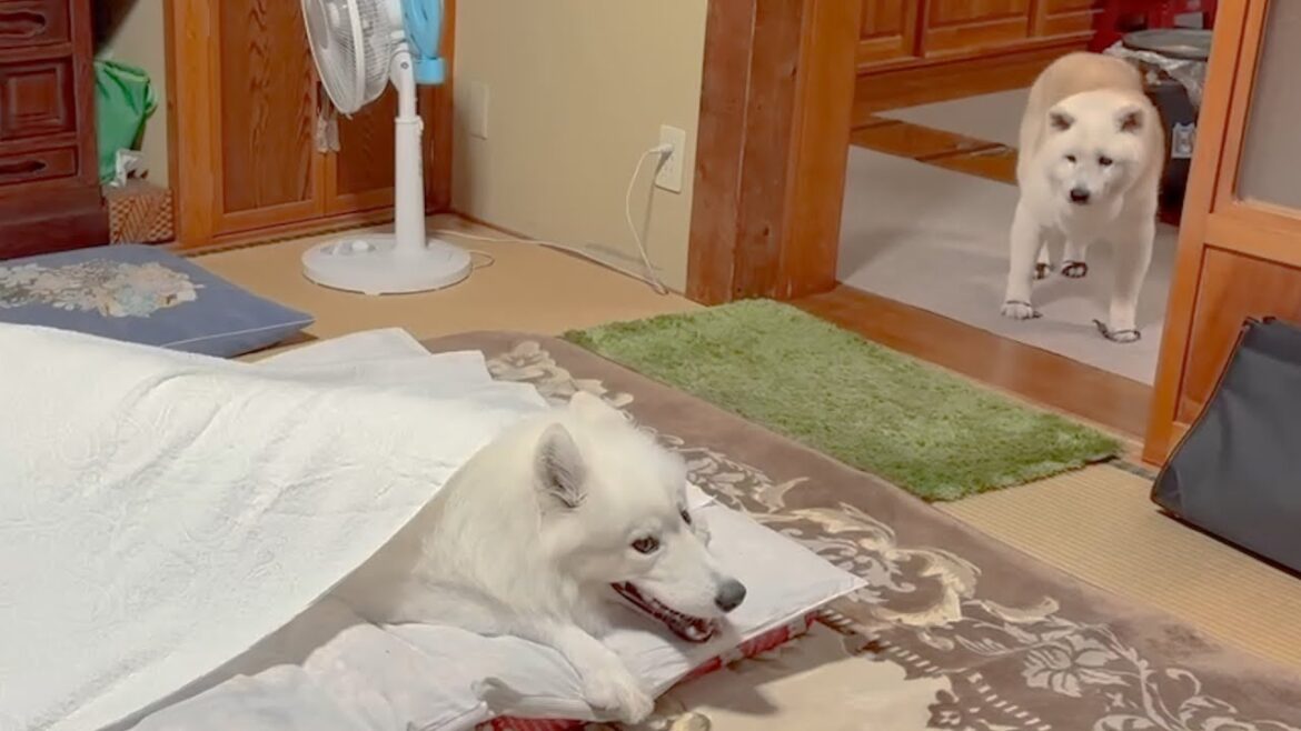 【初めてのお泊り】修学旅行気分で大はしゃぎするサモエドと見回り先生のような柴犬