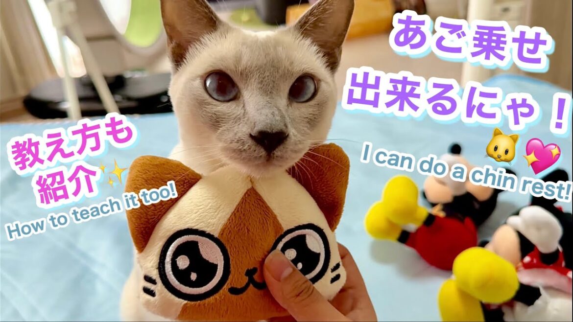 【トンキニーズ】猫の珍しい特技💖あご乗せ（ぬいぐるみでもOK！）教え方紹介✨ Tonkinese Cat’s Rare Skill 💖 Chin Rest How to Teach✨