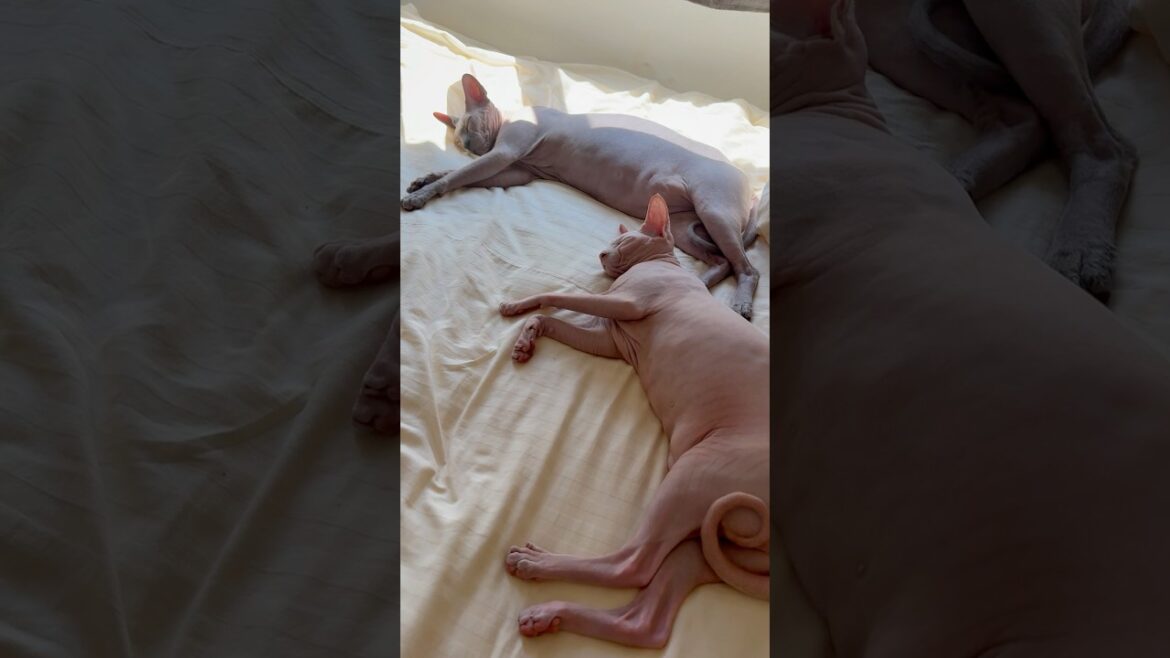 幸せそうにお昼寝する毛のない猫たち【スフィンクス】