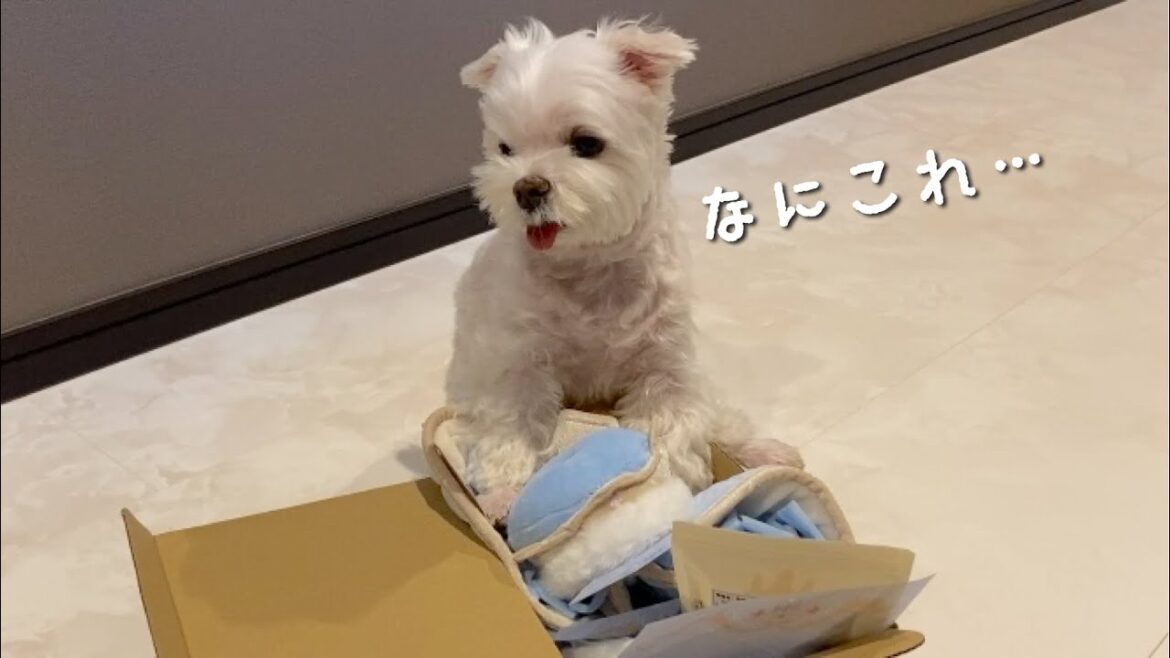 突然届いた可愛すぎるおもちゃに愛犬が呆然としてしまいました…