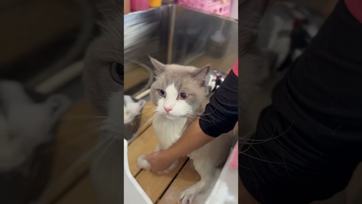 ラグドールのアクアくんが来てくれました　京都市南区　ペットサロンみぃ〜