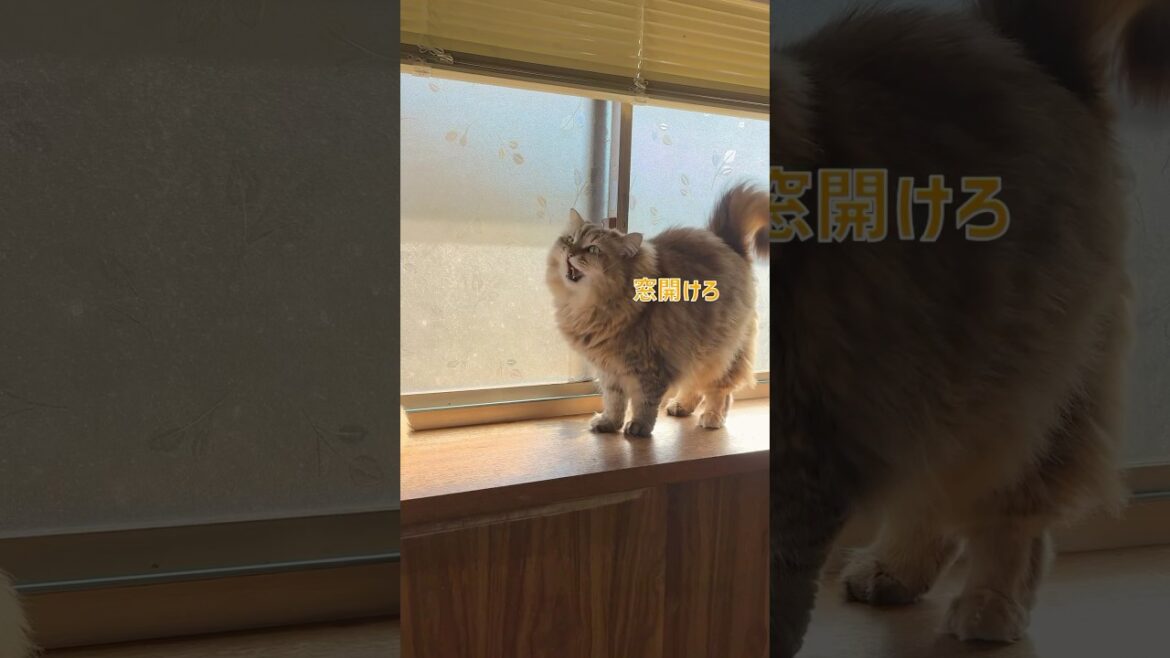 ネッコ命令！冬も春も窓開けろ【サイベリアン・多頭飼い】 #shorts #サイベリアン #猫 #窓
