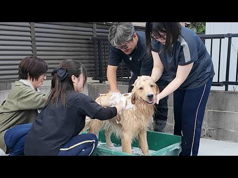 初めて皆でお風呂に。小さい君の凄すぎる姿に驚いた!【Golden Retriever japan】 初めて皆でお風呂に。小さい君の凄すぎる姿に驚いた!【Golden Retriever japan】
