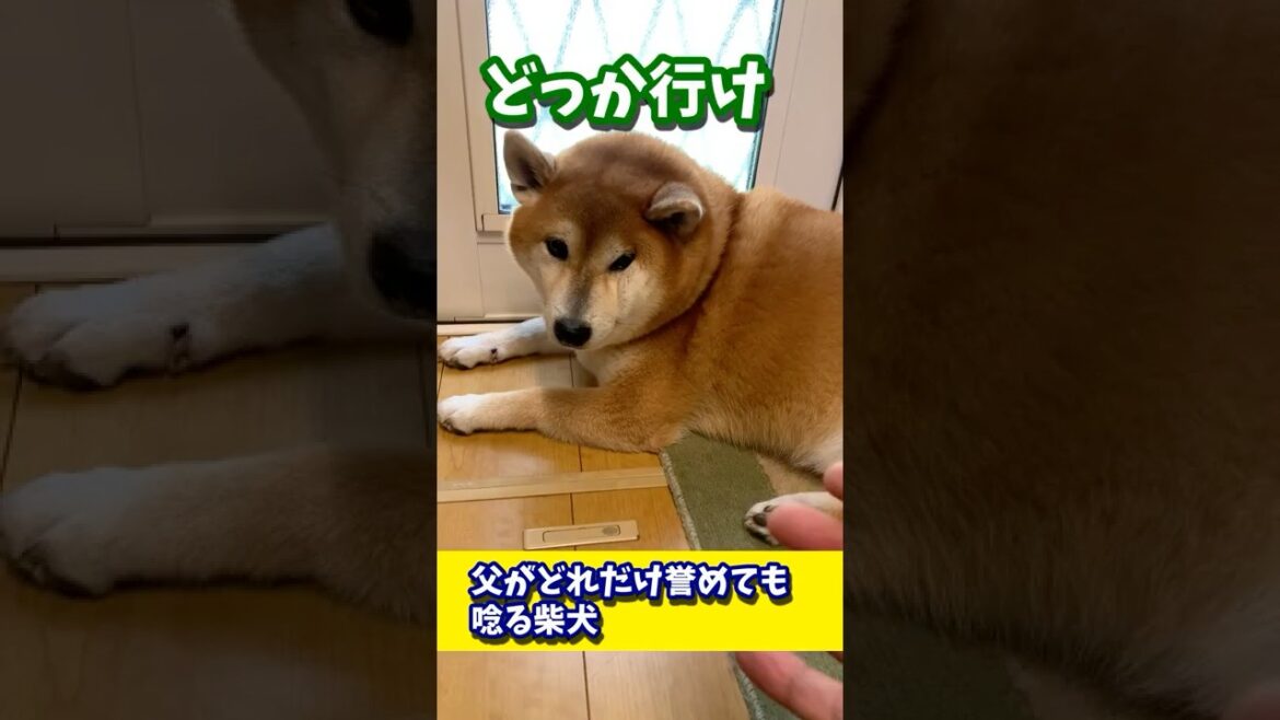 父がどれだけ褒めても唸る柴犬 #shibadog #柴犬 #sibainu  #犬のいる生活 #shorts