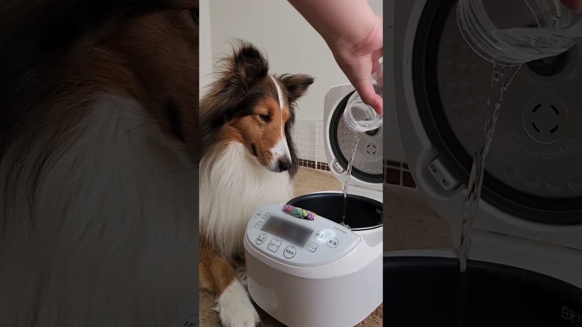 【右・左どっち？】 今日のごはんはコレ！愛犬がボタンで選んだ炊飯器レシピ【炊飯器クッキング】 #shorts #犬