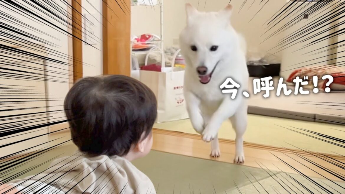 赤ちゃんに呼ばれてありえない速度で飛んで来る柴犬 赤ちゃんに呼ばれてありえない速度で飛んで来る柴犬