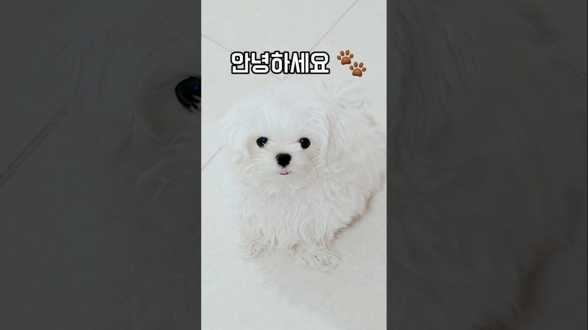 티파니 첫 인사 🐶💖