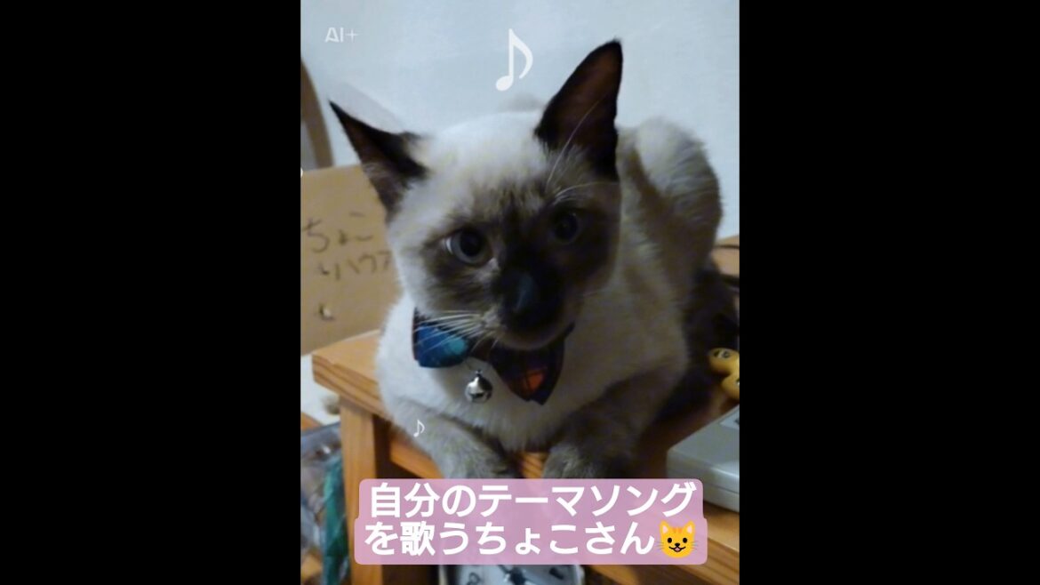 ちょこさん😺自分のテーマソング歌います😸#シャム猫 #ai生成動画 #ねこなの