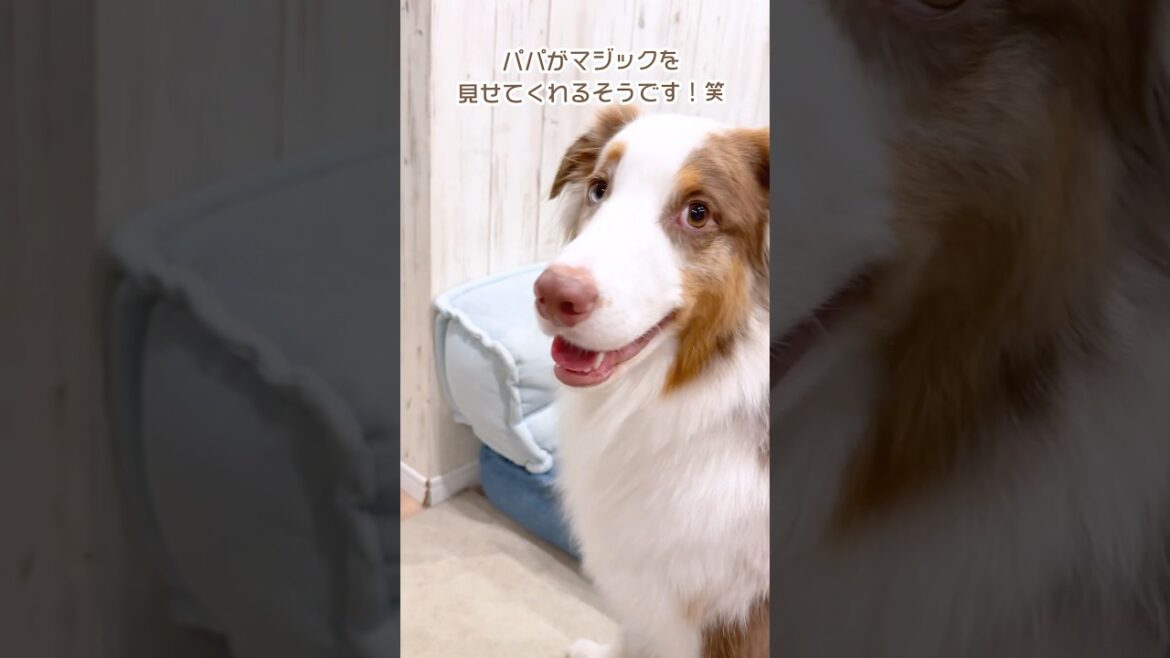 はじめてマジックを見た犬の反応が可愛すぎました😂【オーストラリアンシェパード・ボーダーコリー】#shorts