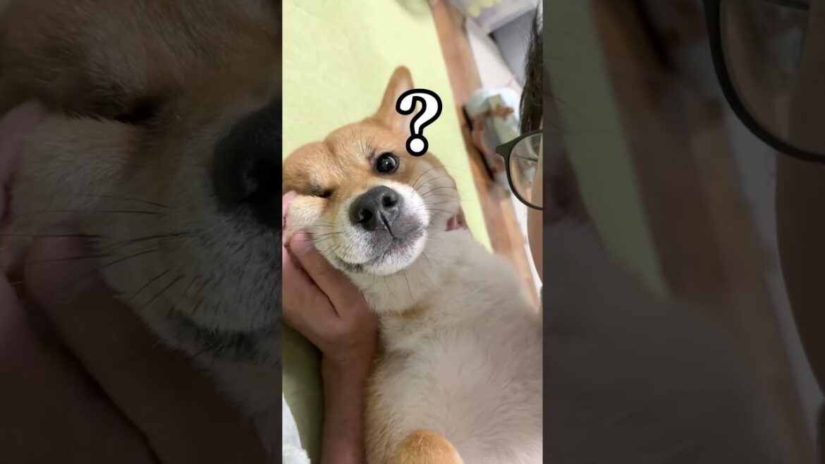 激重すぎるww #柴犬 #チワワ #shorts