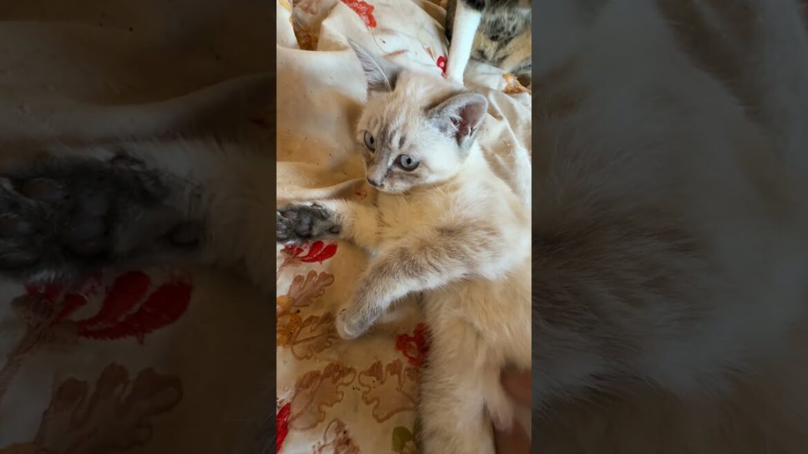 シャムの子ネコ雫ちゃん、あおむけ、お腹にナデナデするウp主