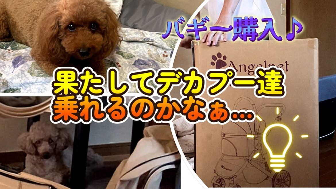 デカプードル達2頭が乗れそうなバギーを購入！【2頭で18kg】果たして乗れるのか…#トイプードル #愛犬