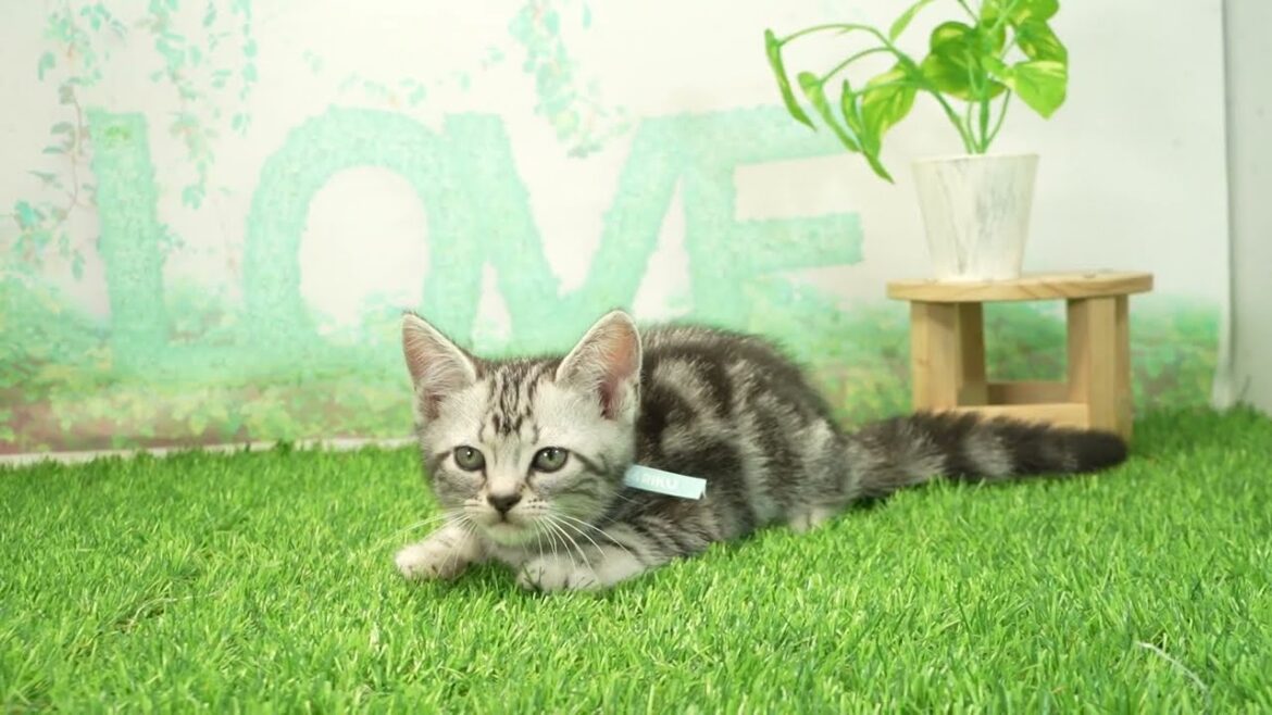 ペットショップcoo&riku No.00731924 アメリカンショートヘアー