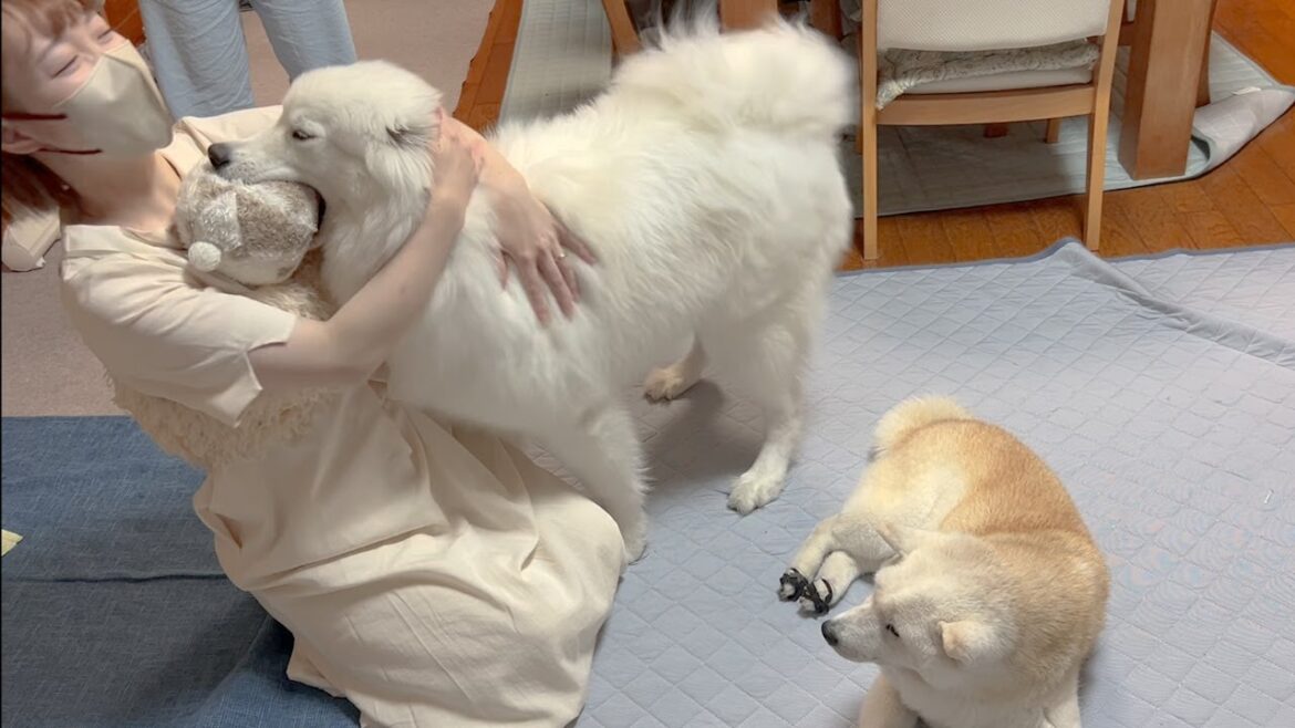 金沢旅行帰り、嬉しすぎて一年ぶりの再会かと思うくらい大騒ぎするサモエドと柴犬