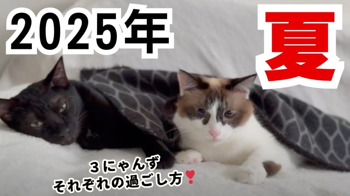 2025年の夏☀️暑い日の癒し…かわいい猫たちの日常