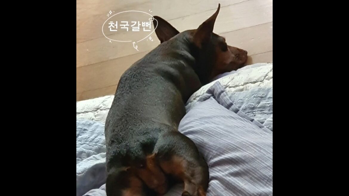 #믹스견 #구독 #미니핀#puppy#일상#노견#초보
