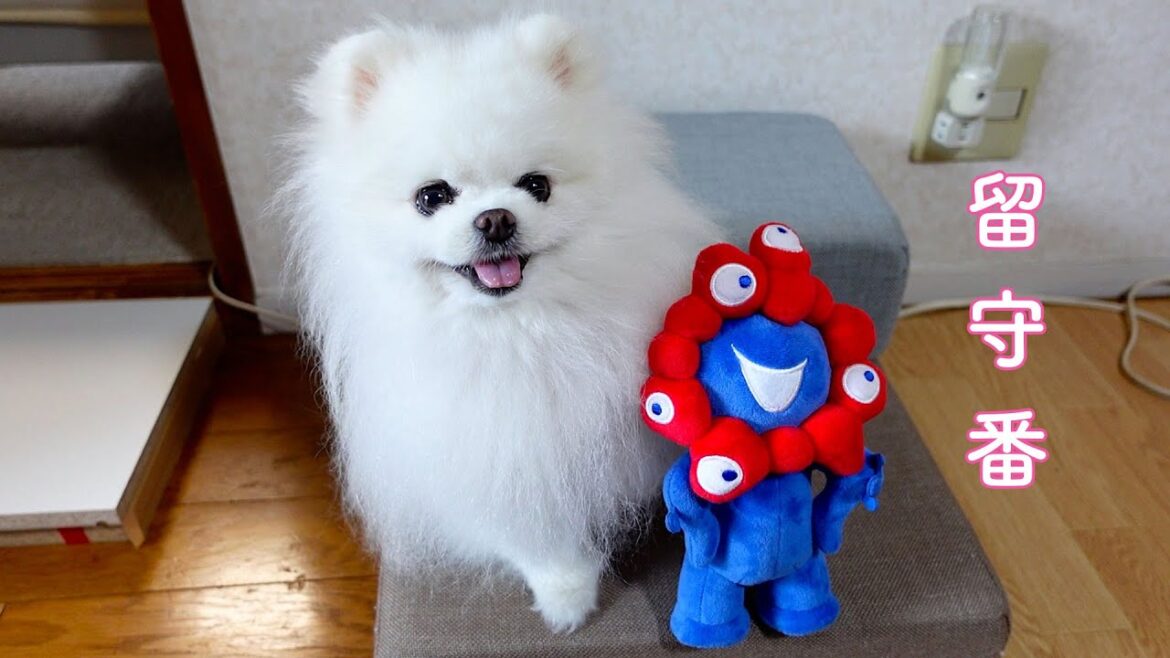 ペットカメラで愛犬の留守番をモニタリングしてみた結果…