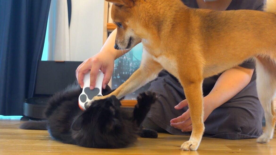 黒猫の体に異変⁉︎急遽病院へ行くと柴犬は優しく鳴きました。