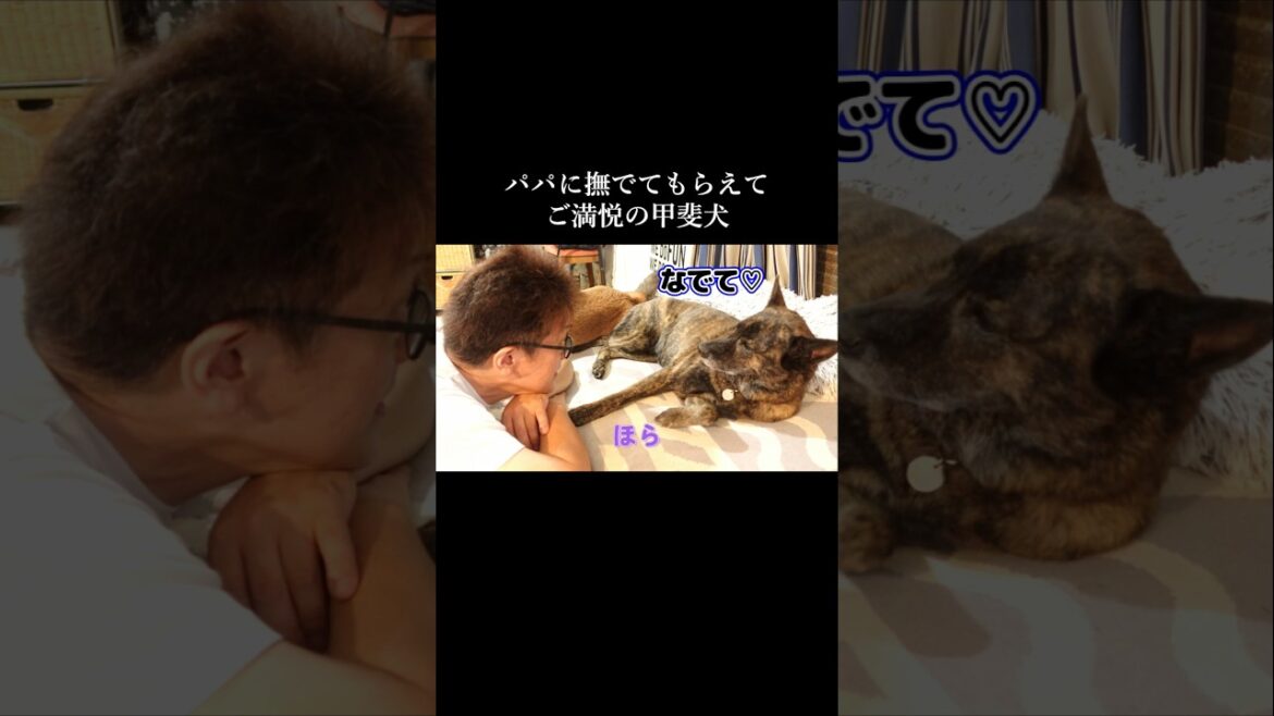パパに甘えられてご満悦の甲斐犬 #柴犬 #甲斐犬 #youtubeshorts パパに甘えられてご満悦の甲斐犬 #柴犬 #甲斐犬 #youtubeshorts