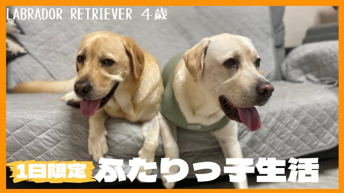 【ラブラドールレトリーバー】１日限定　ふたりっ子生活が楽し過ぎた大型犬兄弟