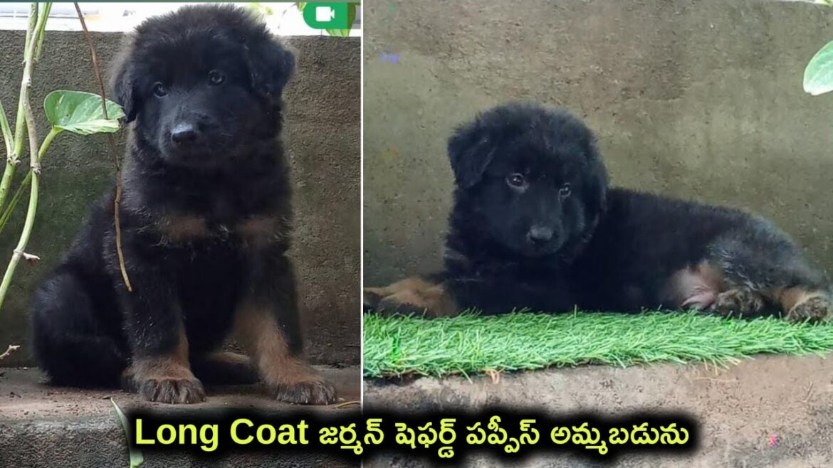 top quality German shepherd puppies for sale in telugu/ 9381597252 /aj pets