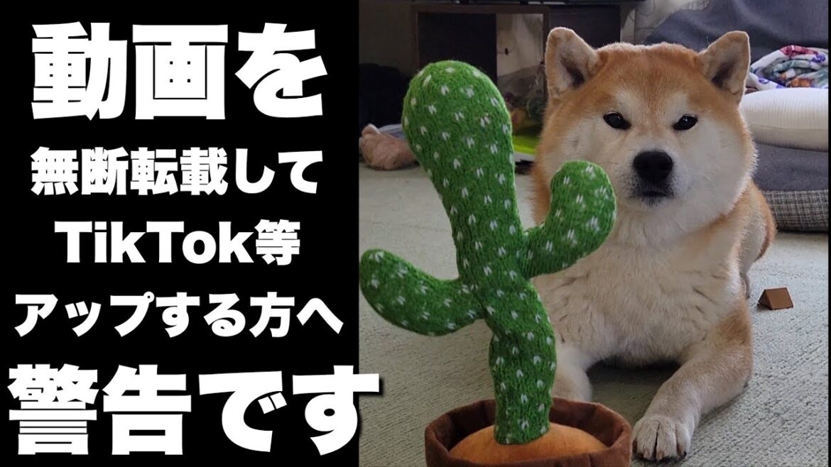 TikTok含めSNS無断転載で3,000万以上再生された動画を怒の再アップ TikTok含めSNS無断転載で3,000万以上再生された動画を怒の再アップ