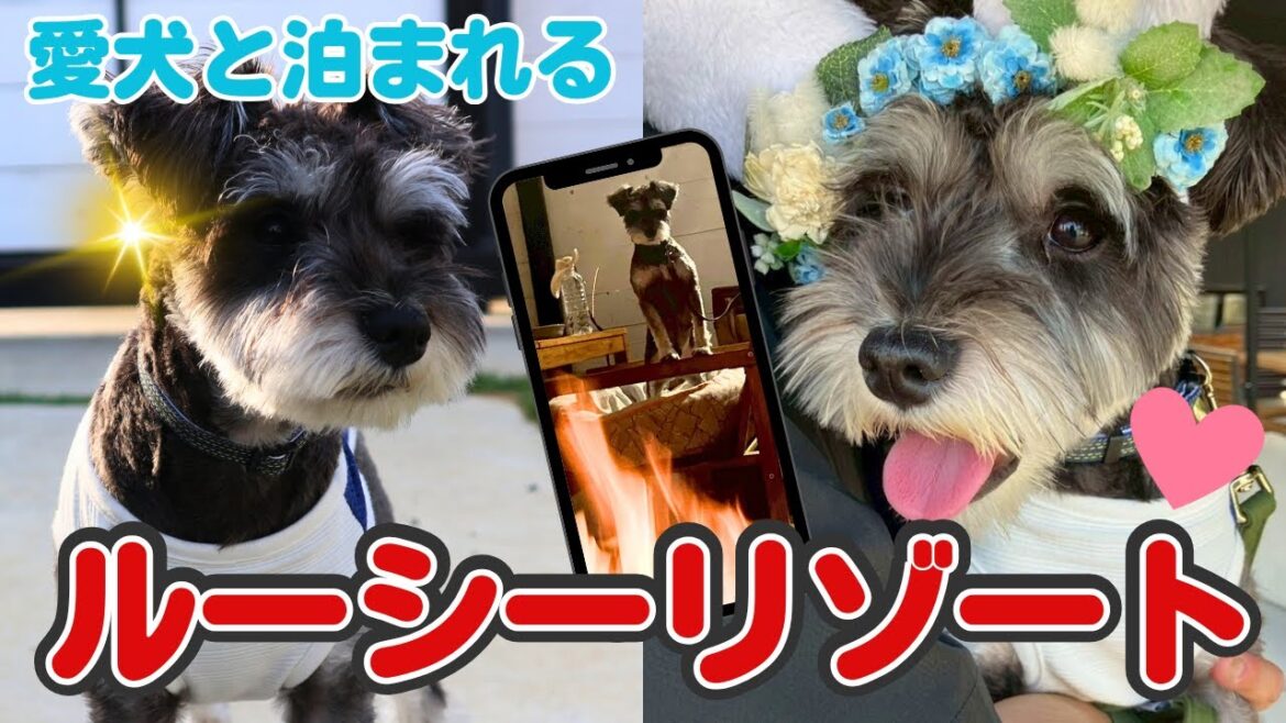 【グランピング】リゾートへ初旅行！【LUCY RESORT】#ミニチュアシュナウザー #vlog #dog #bbq
