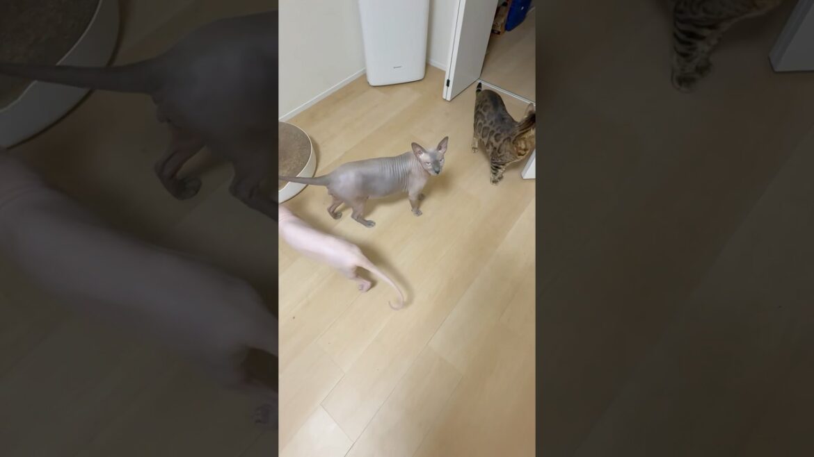 ごはんと言う言葉に反応して返事する毛のない猫【スフィンクス】