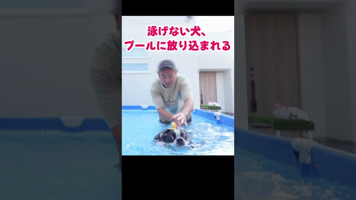 泳げない犬、プールに放り込まれる#ボストンテリア #犬のいる生活 #プール