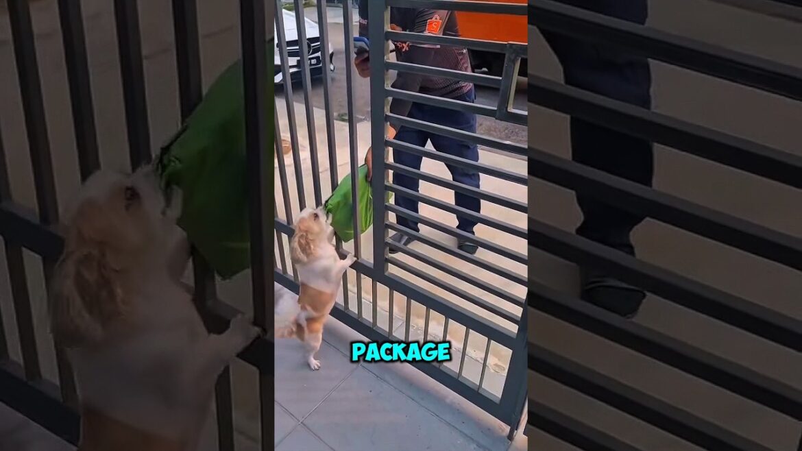 This dog took his master's package❤️ #shorts #animals #dogs