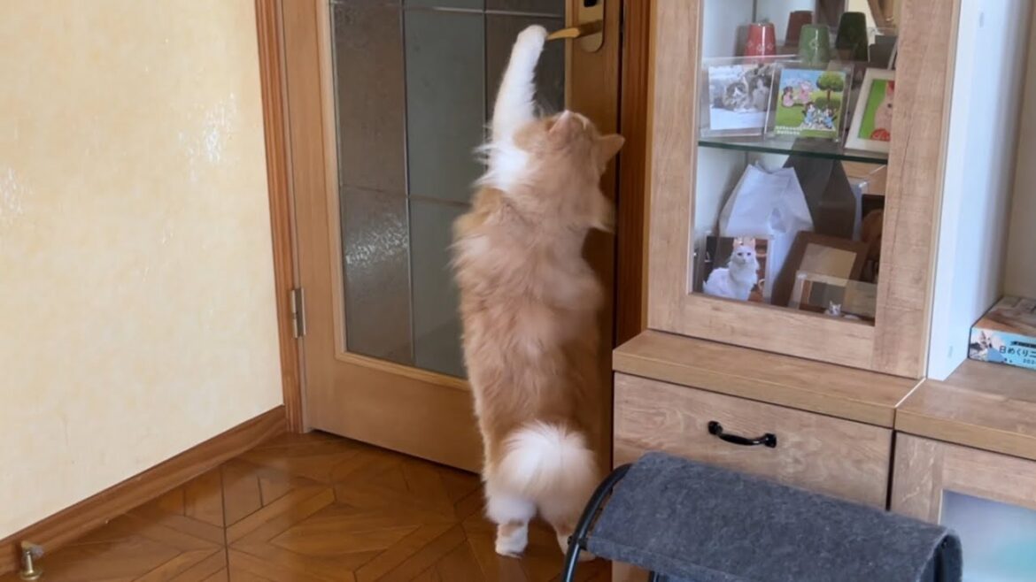 【もふ猫探検隊‼︎】扉を開けたら冒険の始まり〜✨ノルウェージャンフォレストキャットとターキッシュアンゴラ
