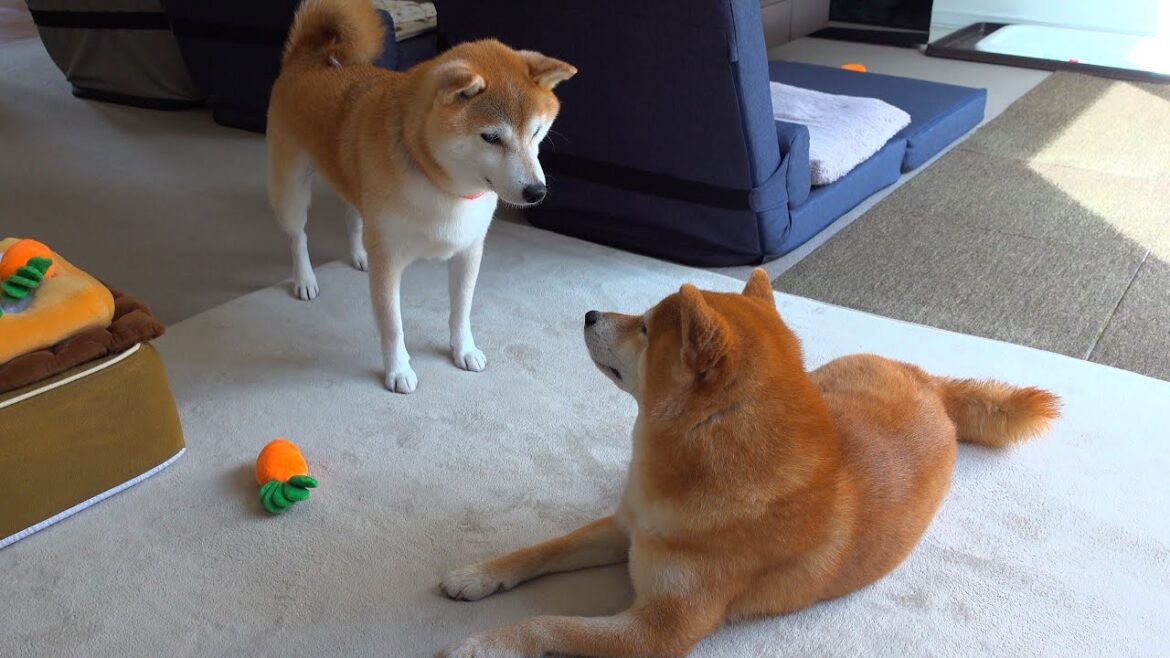 実家の柴犬、突然犬語で話しかけてきた件。