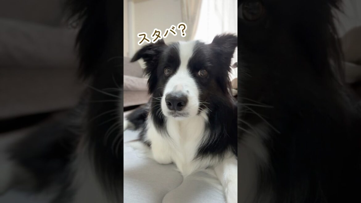 「スタバ」が分かる犬が賢すぎる（笑）　#shorts #ボーダーコリー #bordercollie #犬 #犬のいる暮らし