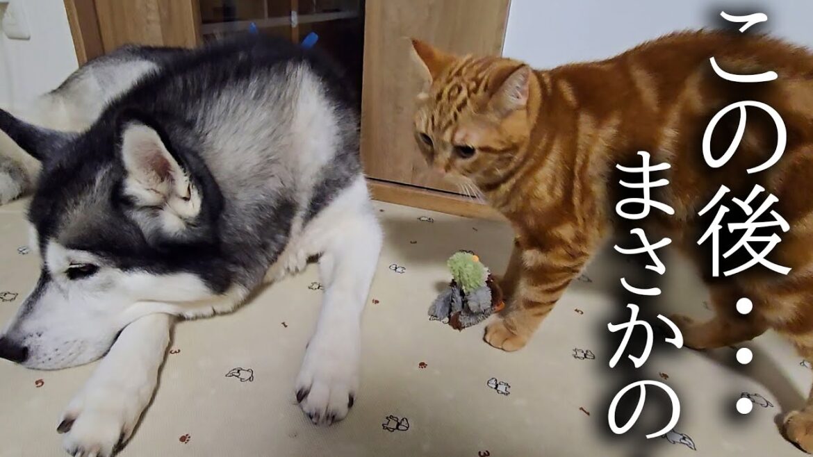 ハスキー犬の様子がおかしいので子猫がプレゼントを渡したら...
