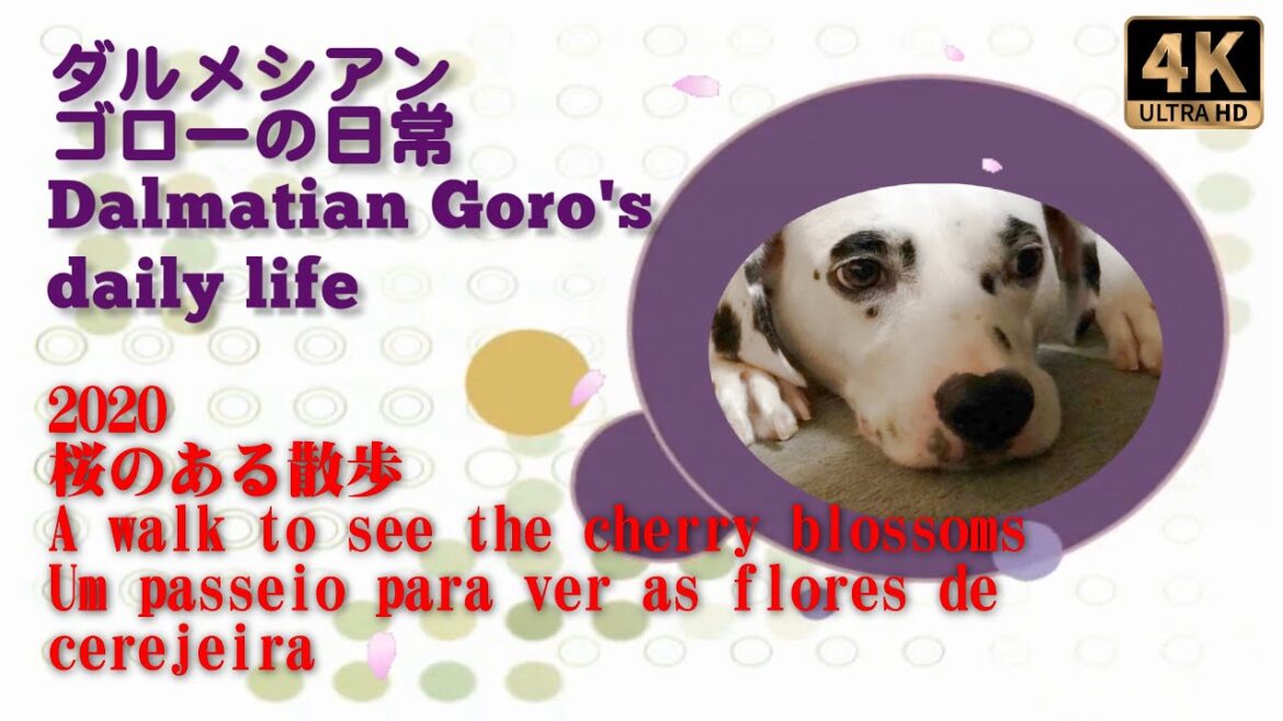 桜のある散歩  2020 ダルメシアン ゴローの日常 Dalmatian Goro's daily life -  A walk to see the cherry blossoms   4K