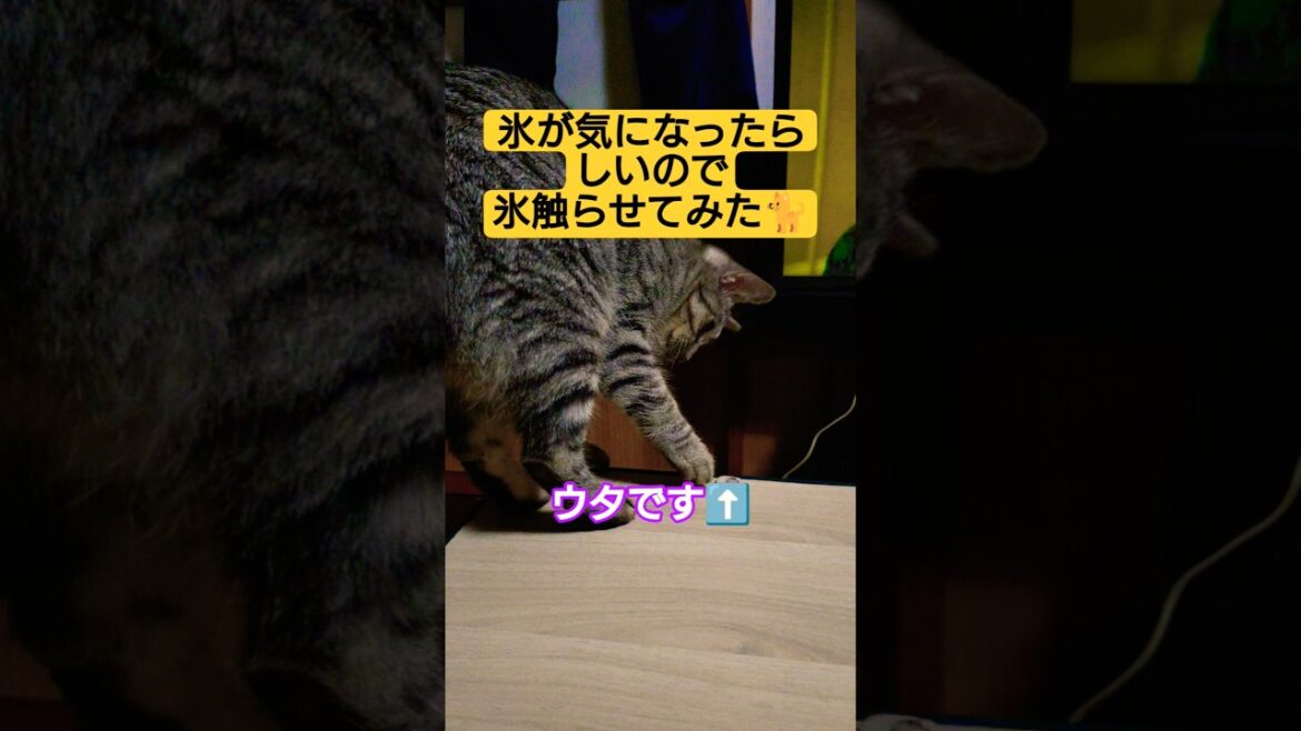 本日２本目　氷が気になったらしいので…氷触らせてみた動画#猫のいる暮らし #ねこ #ウタ #時雨