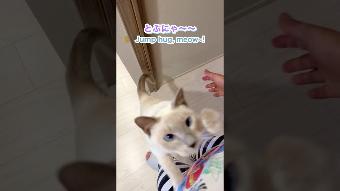 寂しがり🥹猫の鳴き声&ジャンプ抱っこ💛甘えん坊さが可愛すぎました💖【トンキニーズ】#猫 #ジャンプ抱っこ #猫の鳴き声 寂しがり🥹猫の鳴き声&ジャンプ抱っこ💛甘えん坊さが可愛すぎました💖【トンキニーズ】#猫 #ジャンプ抱っこ #猫の鳴き声