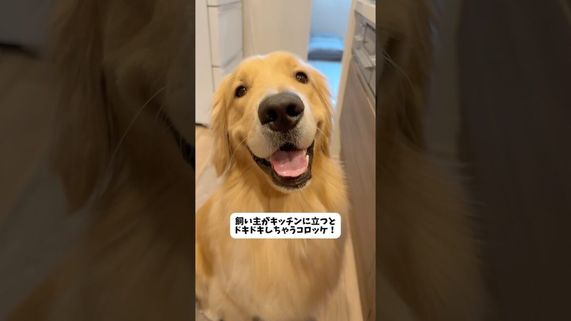 顔に全部書いてあるいっぬ#ゴールデンレトリバー ＃大型犬